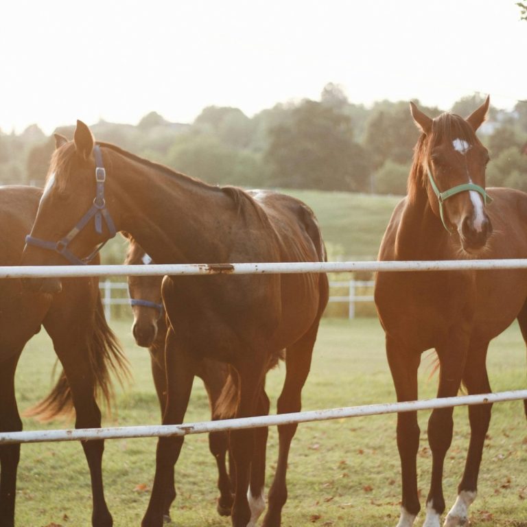 Tennessee horse farm with white fences and rolling pastures in Middle Tennessee