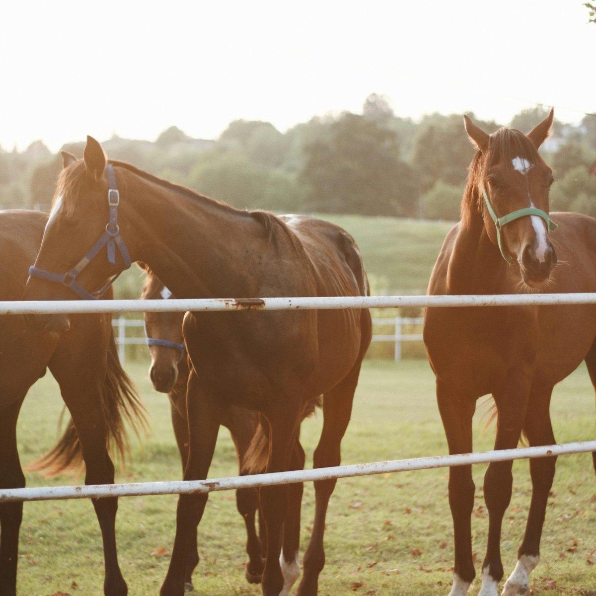 Tennessee horse farm with white fences and rolling pastures in Middle Tennessee